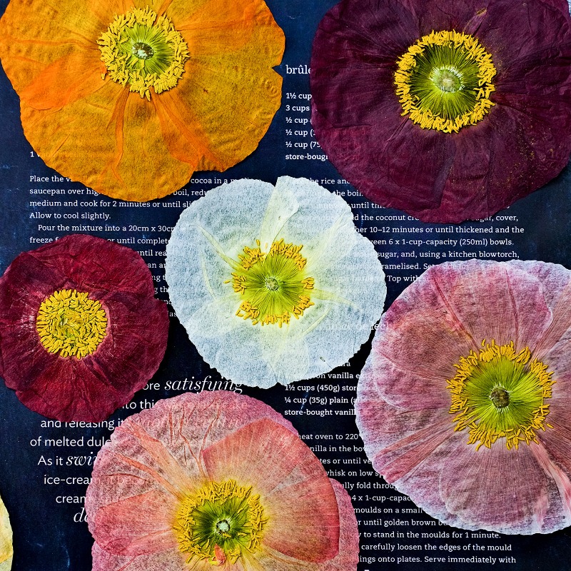 1 шт., Натуральные прессованны – обзор и цена Resin Art Baby